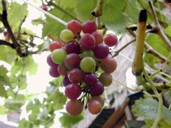 grape_leaf_purple_281086_m.jpg