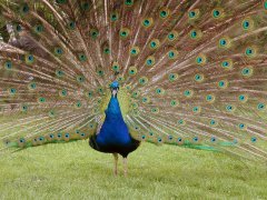 peacock_feathers_plumage_278116_m.jpg