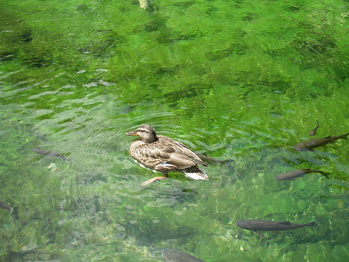 Duck on the lake , Plitvice