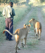 Walking with lions...