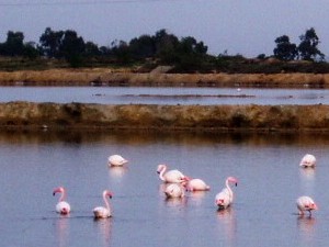 3-flamingos