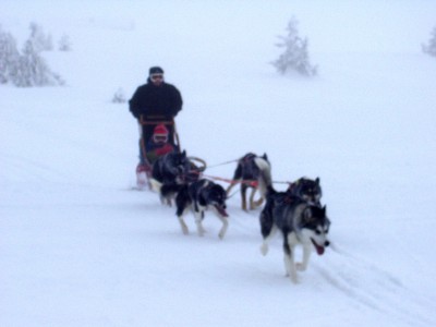 The author dog-sledding (much to her own amazement)