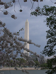 Washington Monument and cherry blossoms courtesy Kevglobal on Flickr