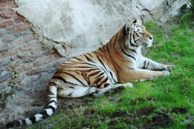 Contented tiger on the Maharajah Trek, an Asian-themed zoo habitat, Animal Kingdom, Walt Disney World (Scarborough photo)
