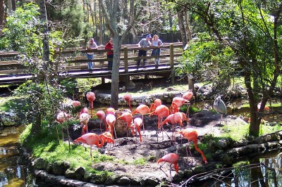 Bird trail flamingos at Homosassa Springs Wildlife State Park, Florida (Scarborough photo)