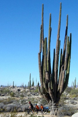 A Baja, California cactus dwarfs the Vogel family bikers (courtesy Nancy Sathre-Vogel)