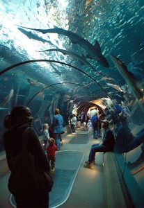Shark tunnel at the Oregon Coast Aquarium in Newport OR (courtesy OCVA on Flickr CC)