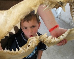 SeaWorld San Antonio shark mouth demo during a tour (photo by Sheila Scarborough)