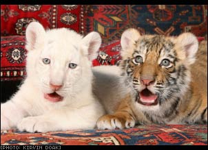 Siegfried & Roy\'s tiger cubs