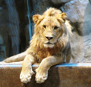 lion-habitat