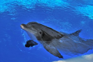 Dolphin, at the Mirage Hotel