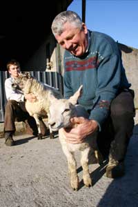 local lamb born out of season
