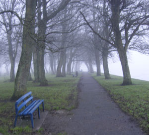 Trees in Athlone's Burgess park smothered by winter fog