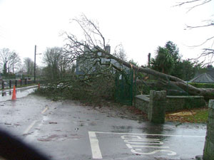 a tree in Athlone blown down over the weekend