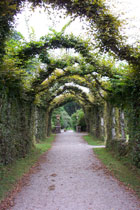 Overhead vines in Birr Castle gardens