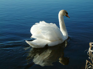 Swan on the River Shannon near Athlone