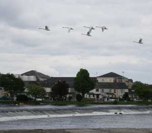 swans fly over the river shannon in athlone