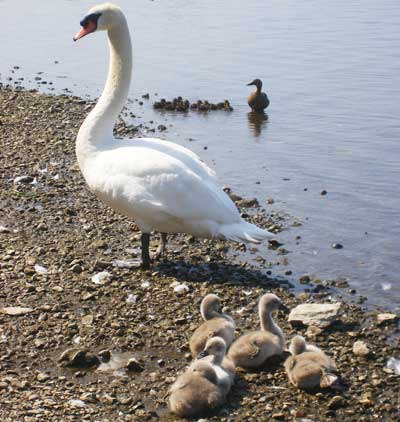 baby swans and ducks on the river shannon in athlone