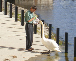 man feeding a swan on the banks of the shannon in athlone