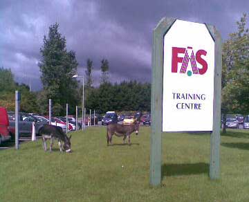 donkeys at the FAS training centre