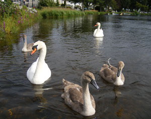 swan family with swanlings on the river Shannon in Athlone