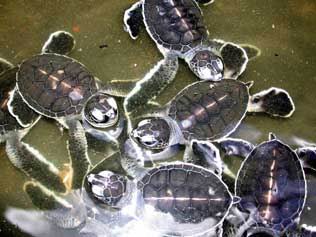 sea-turtles.jpg