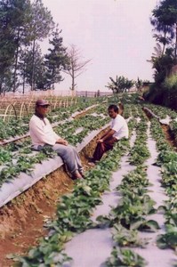 mini-strawberry-farmers.jpg