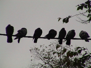 sparrows.JPG