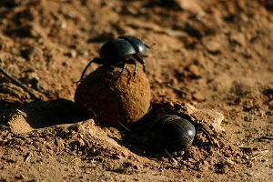 Addo Elephant National Park Dung Beetle