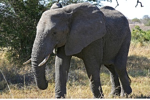 Kruger National Park Elephant