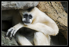 monkey-bronx-zoo