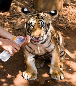 tiger cub @ tiger temple