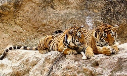 two tigers @ tiger temple