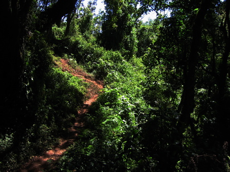 forest-path.jpg