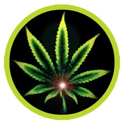 Cannabis cartoon