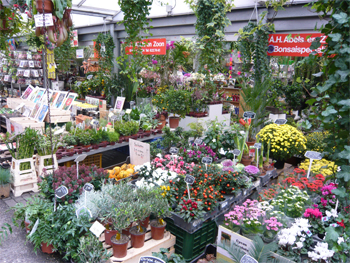 amsterdam flower market tours