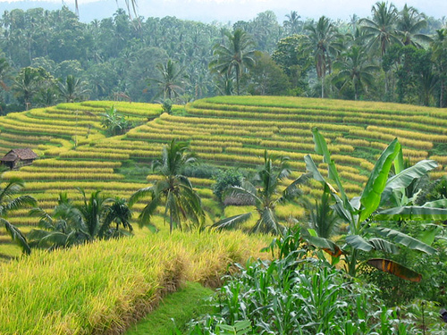 Tabanan Rice Terrace