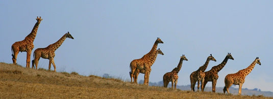 Serenget