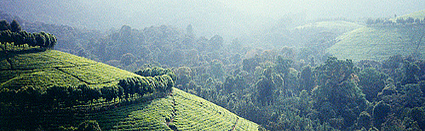 Burundi Tea Estate