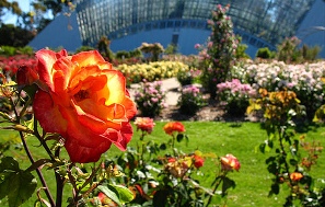 Adelaide Botanic Garden - Rose Garden