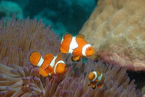 Great Barrier Reef - Fish