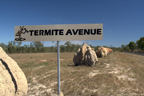 termite avenue
