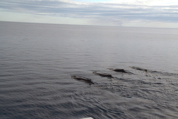 four whales