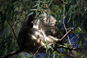 koala in trees