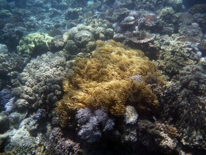 shag carpet coral