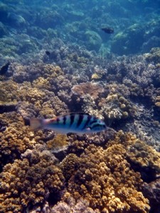 fish in reef