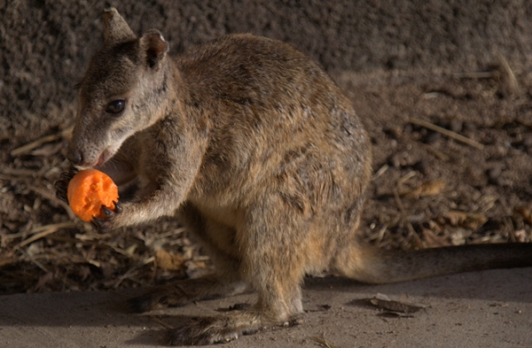 wallaby-carrot