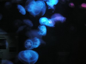 sydney aquarium jelly fish