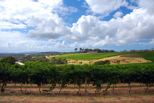 vineyard australia